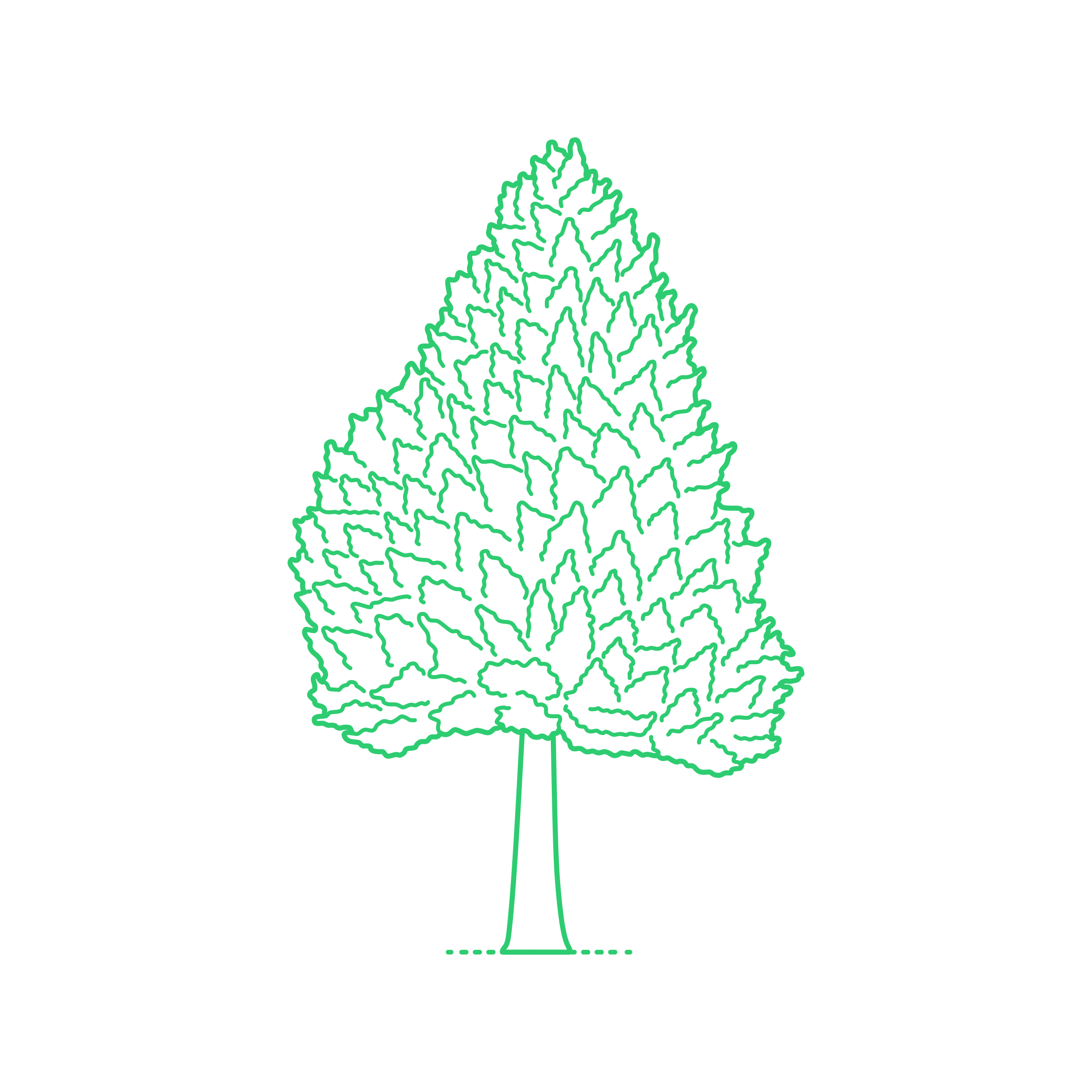 Plants Cypresses Arizona Cypress Tracing Svg Vector Free Vectors